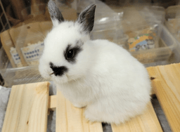 らぶぴーすの画像2