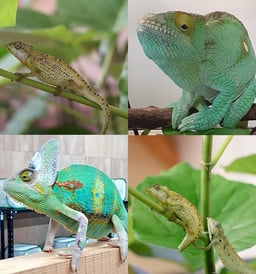 カメレオン専門店 Forest Colorsの画像3