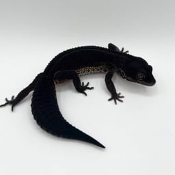 ファニーテールの画像3