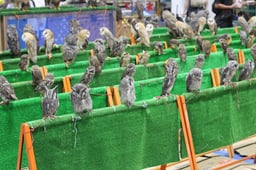 猛禽屋の画像3