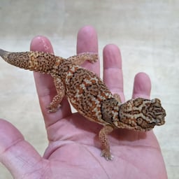 RRFT爬虫類の画像2