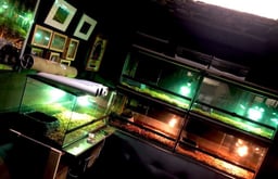 Herp. Supply & Café・Bar 夜刀神の画像2