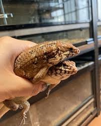 ウッドベルの画像3