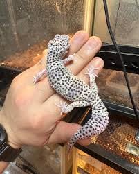 Tri reptilesの画像2