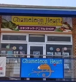 カメレオン・ハートの画像1