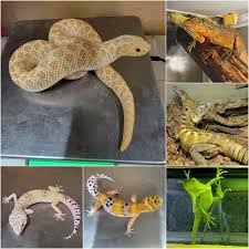 Exotic Animal Reptilianの画像3