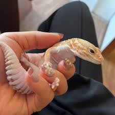 家守と欠伸の画像2