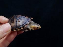 亀と爬虫・両生類専門店 かめにんげんの画像2