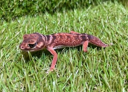 レプタイルズショップ ペガサスの画像1