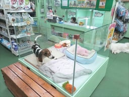 ZOO四谷の画像2