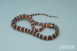 yaneuratの画像3