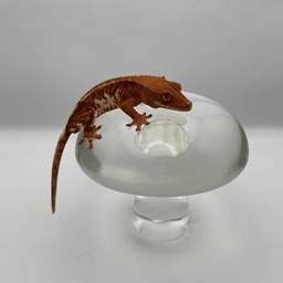 ﻿﻿G.O.LAB.の画像3