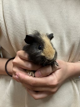 つちのこの画像1