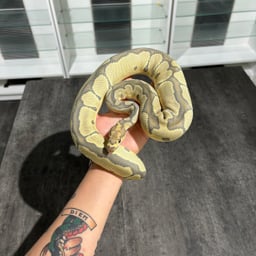 DEU Reptilesの画像1