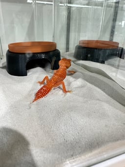 DOPE Reptilesの画像3