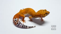 ALBINO MANIAの画像1