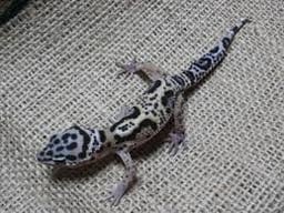 Reptile & Cafe Jalan-Jalanの画像1