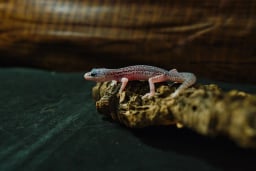 横浜の爬虫類専門店アクアマイティーの画像1