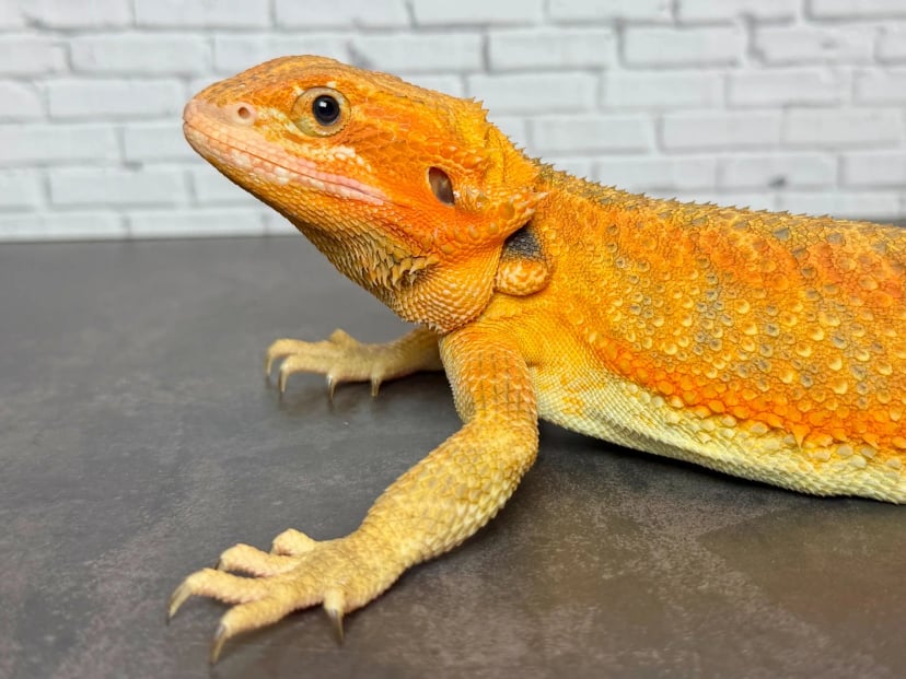 サンギーラ