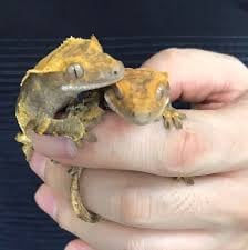 やもり館の画像2