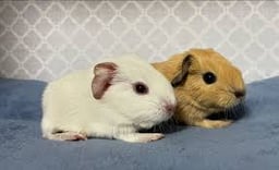 ちらハウスの画像1