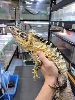 LOJの画像2