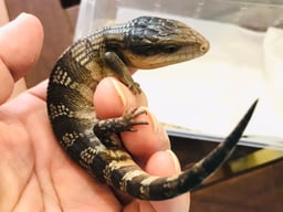 サウスファームの画像1