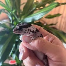 家守と欠伸の画像1