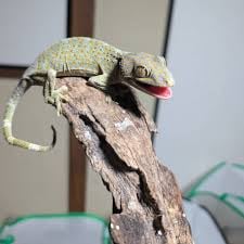 Arrow Reptilesの画像1