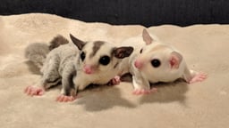mofu and co.の画像1