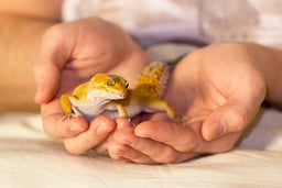 Reptiles breebing ground 持ち腹屋の画像2