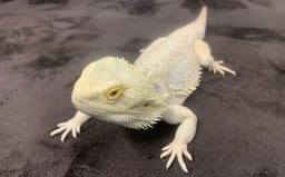 CoCo Colorsの画像2