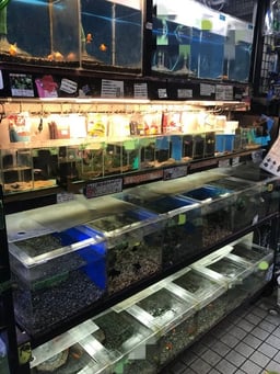 中村観魚園の画像2