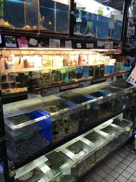 中村観魚園