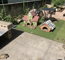 AMADEUS -Tortoise Farm &Shop-の画像2