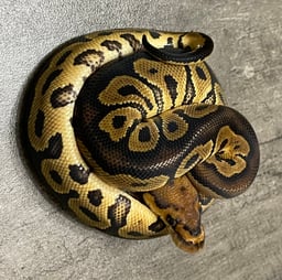 コアラの画像1