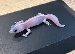 Amazing Reptileの画像3