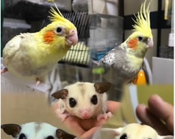 夢モモンガの画像2