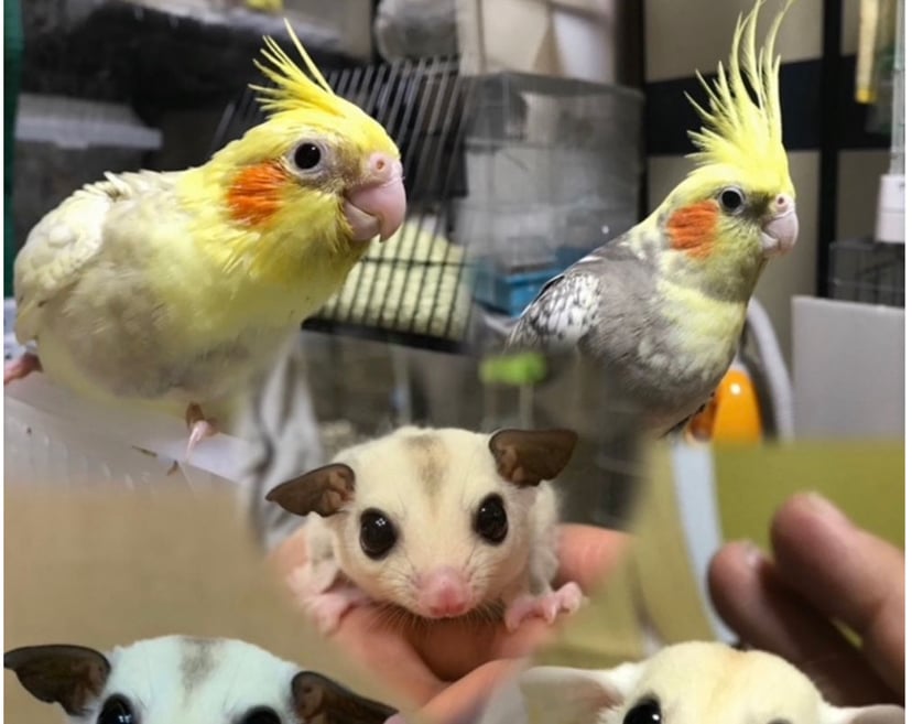 夢モモンガ