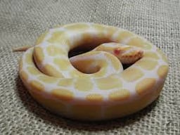 Reptile & Cafe Jalan-Jalanの画像2