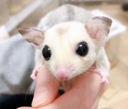 たらみのしっぽの画像1