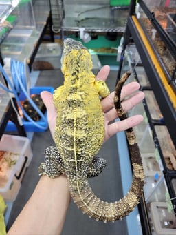 LOJの画像3