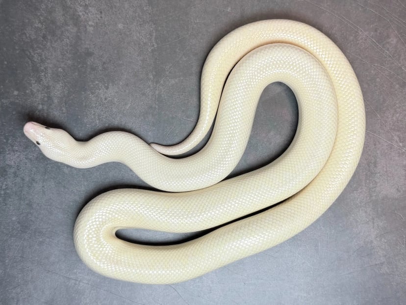 サンギーラ