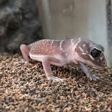 RRFT爬虫類の画像3