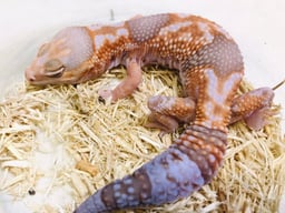 サウスファームの画像2