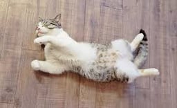 アニマルカフェ  猫の王様の画像3