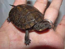 Herptile Lovers（ハープタイル ラバーズ）の画像3