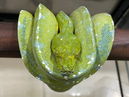 コアラの画像2