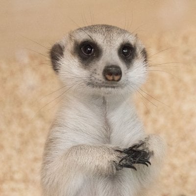 アニマルカフェ&ショップ マシュマロパンダ
