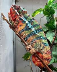 カメレオン専門店 Forest Colorsの画像1